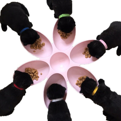 Pet Bowl for pets Food 6 Bowl Bowls for pet Feeding Shape in Water Non-slip Cats Feeder supplies multi Dogs 1 Pet Petal